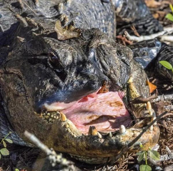 奇妙星球系列（定期更新，歡迎互關）