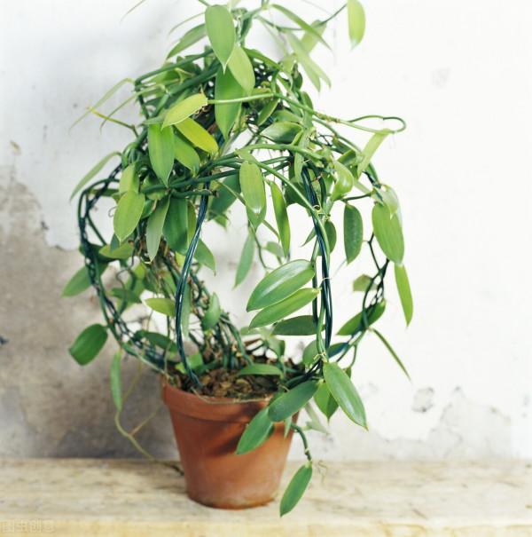 花草換盆旺季來臨，學會“三看三觀察”，換盆就是小菜一碟