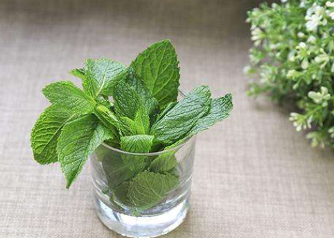 7種“養生花”，漂亮又好養，家中養一盆，食用價值高