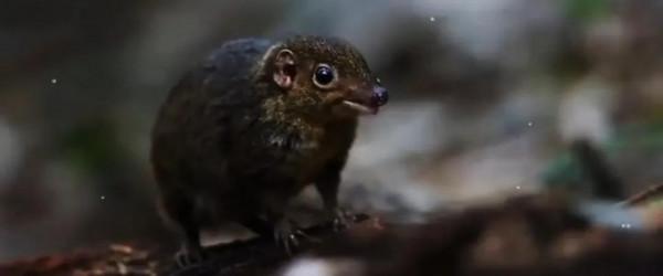 十萬大山重現樹鼠，遇到天敵就斷尾逃跑，誤食會釋放訊號告誡同伴