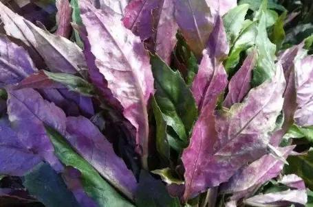 這幾種蔬菜被稱為“補血菜”,陽臺盆栽上幾盆,足足能吃一年 這幾種蔬菜被稱為“補血菜”,陽臺盆栽上幾盆,足足能吃一年