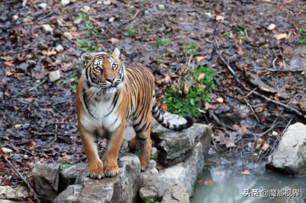虎頭虎腦 虎虎生威 這波老虎表情包值得擁有