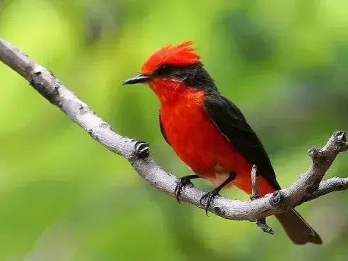 分享圖片——可愛的唐納鳥