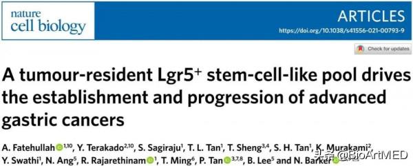 NCB︱新模型揭示腫瘤駐留Lgr5+幹細胞樣池驅動晚期胃癌的發生發展 NCB︱新模型揭示腫瘤駐留Lgr5+幹細胞樣池驅動晚期胃癌的發生發展