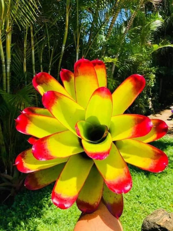 花亦草來草亦花 花亦草來草亦花