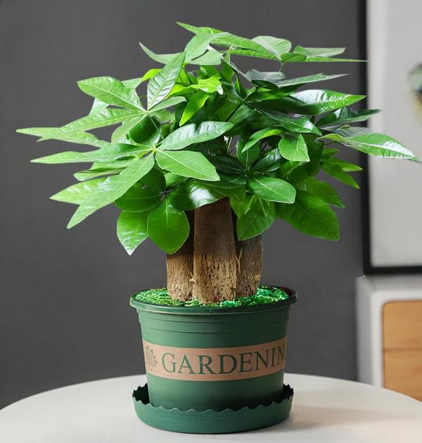 10大“吉祥花”,寓意深遠,好看又大氣,轉運又旺家 10大“吉祥花”,寓意深遠,好看又大氣,轉運又旺家