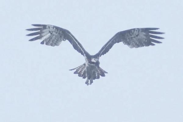 暴雨中的小鳥們