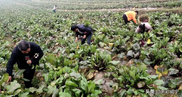 貴州威寧兔街：煙地套種紅菜薹 一份土地有雙收