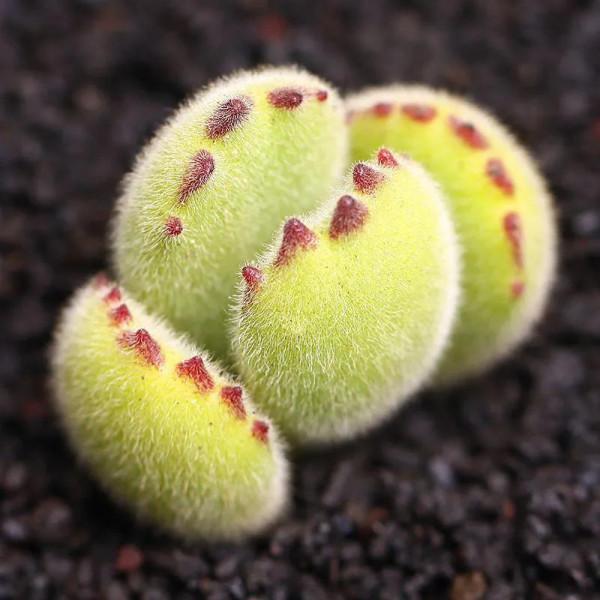 神奇的大自然之多肉植物！竟然很多都沒見過！太神奇了！（下）