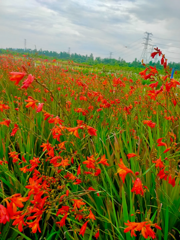 學會搭配這8種園藝植物，讓你的花園收穫一個有趣的靈魂