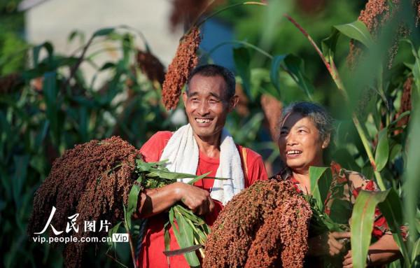 四川瀘州：高粱紅 收割忙