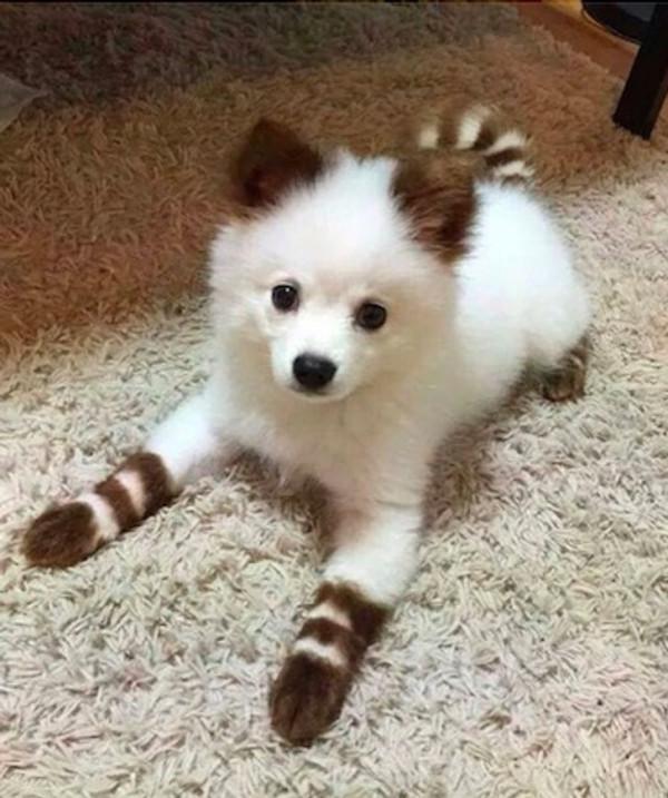 15種以上的動物擁有獨一無二的外觀,讓您的褲子魅力不減 15種以上的動物擁有獨一無二的外觀,讓您的褲子魅力不減