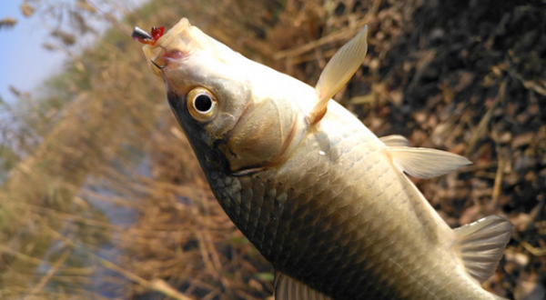 “冬釣陽”選擇這四個位置才能釣上魚