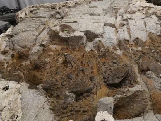 “脛骨毀滅者”,殘暴的名字,有趣的龍 “脛骨毀滅者”,殘暴的名字,有趣的龍