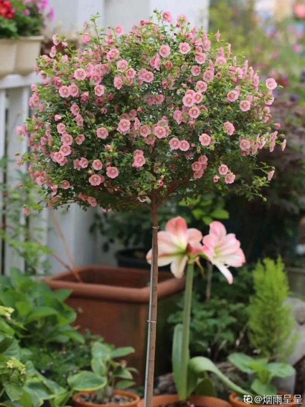 連陰雨天氣，最適合扦插，成活率超高