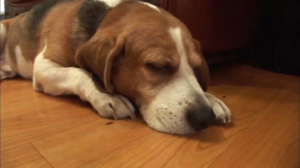 比格犬碰了小貓崽,被貓媽媽一天打八次,嚇到渾身發抖 比格犬碰了小貓崽,被貓媽媽一天打八次,嚇到渾身發抖