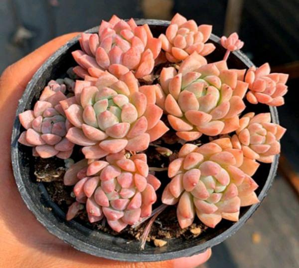 100種常見多肉圖鑑，比花還美，你認識幾種？