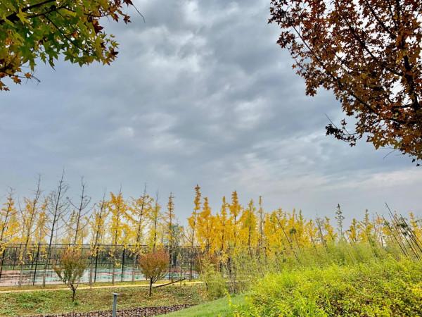 西高新絲路科學城國際社群,絕美風景,秋日勝春朝 西高新絲路科學城國際社群,絕美風景,秋日勝春朝