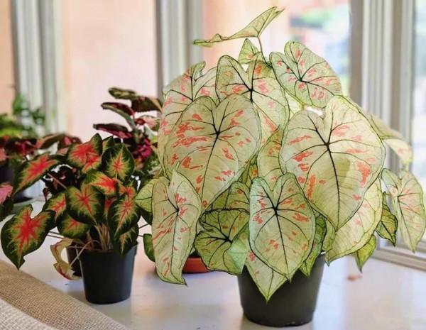 人養花,花亦養人!10種小盆栽,晚上不爭氧,適合養臥室 人養花,花亦養人!10種小盆栽,晚上不爭氧,適合養臥室