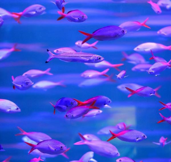 養魚水質不馬虎，華堃淨水黑科技讓你養魚安全更高效