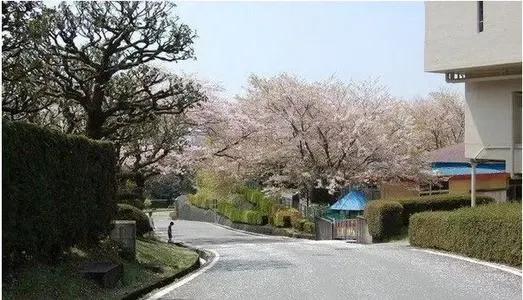 “日本”冷知識,帶你看看真實的日本 “日本”冷知識,帶你看看真實的日本