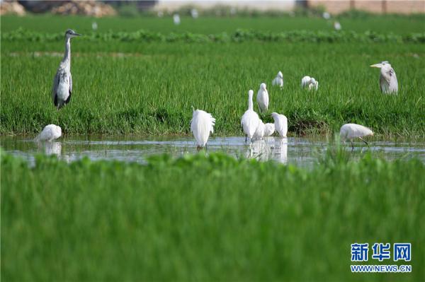 雲南曲靖：鷺舞南盤江