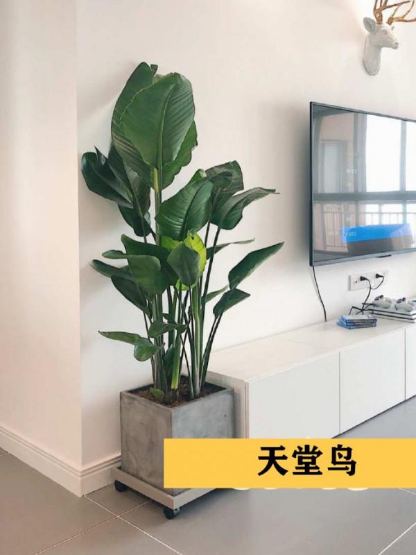 客廳裡差了點意思，可能不是裝修不好，而是你缺這9種綠植做點綴