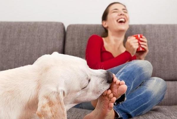 狗狗是否懂事,看它有沒有這幾個行為就清楚 狗狗是否懂事,看它有沒有這幾個行為就清楚