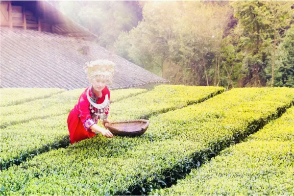 陸羽茶交所資訊丨湖北茶旅開發迅猛發展，如何破解“賣貨思維”