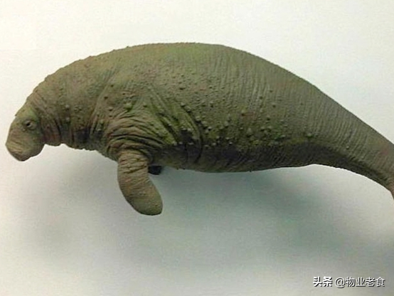 已滅絕的海牛物種基因組，揭示了當今的面板病問題