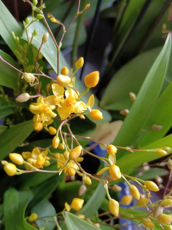 自己養的花,什麼樣子都喜歡 自己養的花,什麼樣子都喜歡