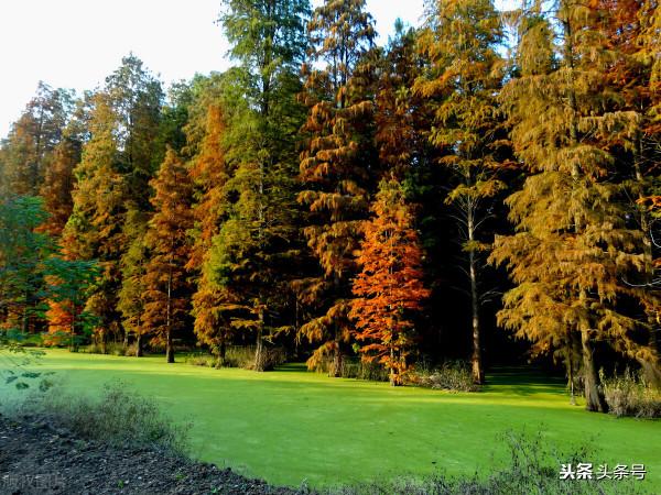 組合飛花令:顏色+植物(二)“樹”+顏色,趕緊收藏 組合飛花令:顏色+植物(二)“樹”+顏色,趕緊收藏