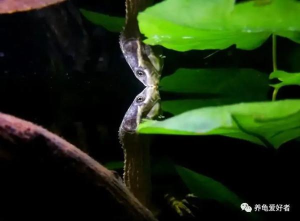 有人提出對龜進行鍛鍊？你敢信，請問怎麼操作？