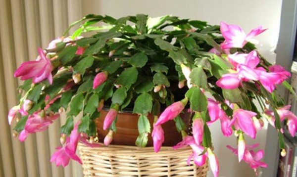 買到帶花蟹爪蘭，“換盆、假植、套盆”三種操作，只有一種是對的