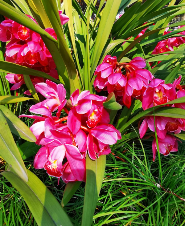 冬天去花市，這4盆適合“剁手”的植物，帶回家有“好兆頭”