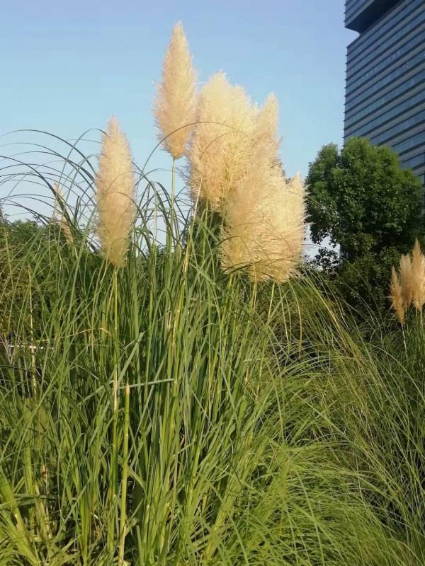 中秋佳節，蒲葦銀染