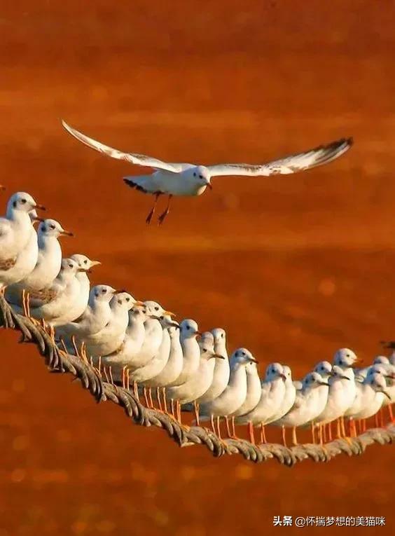 動物界的集體照