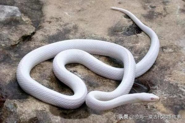 古代志怪故事：白蛇記，烏君山