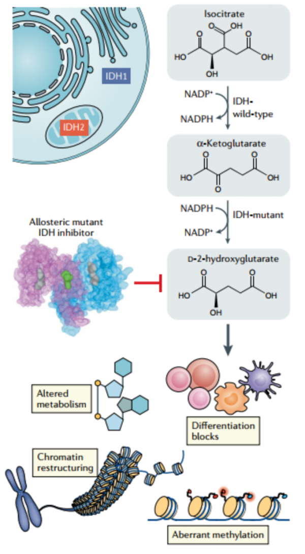 「週三讀文獻」大咖評 | 劉啟發教授：立足AML，展望未來，全面解析IDH突變對AML發展和治療的影響