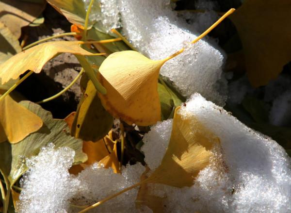 一場風雪,北京釣魚臺鋪就“金色大道” 一場風雪,北京釣魚臺鋪就“金色大道”