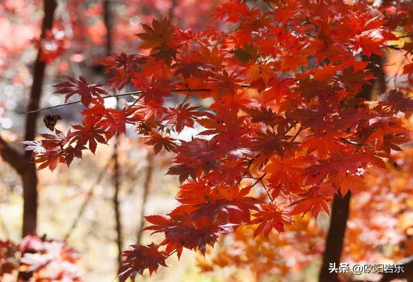 美到勾魂!10月的中國,這9個地方秋光乍洩,你應該在場啊 美到勾魂!10月的中國,這9個地方秋光乍洩,你應該在場啊