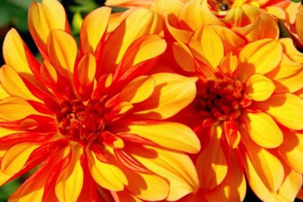 大麗花的花朵，花瓣排列得十分整齊，自然奔放而富有浪漫色彩