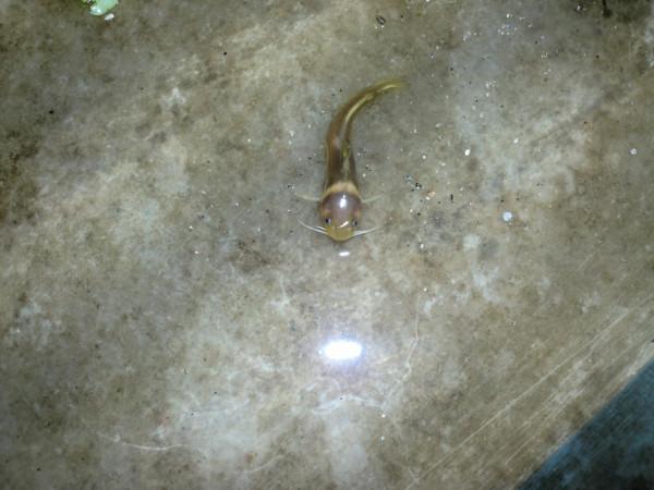 我在山區天然河流中釣到過這10種魚，這些魚中你釣到過幾種？