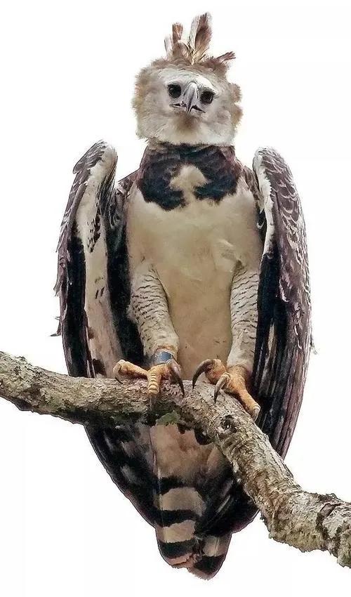 科普‖哈比鷹：我叫角雕，來看看誰說我長得像人