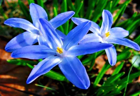 雪光花～早春開花，小巧別緻