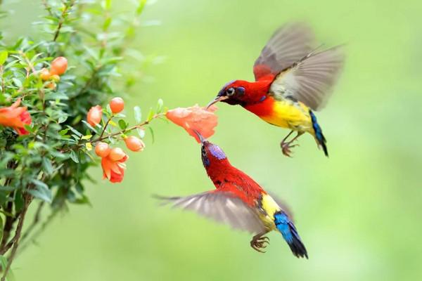 分享圖片——最美的鳥語花香集錦