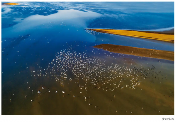 圍觀！省媒報紙整版報道升金湖候鳥