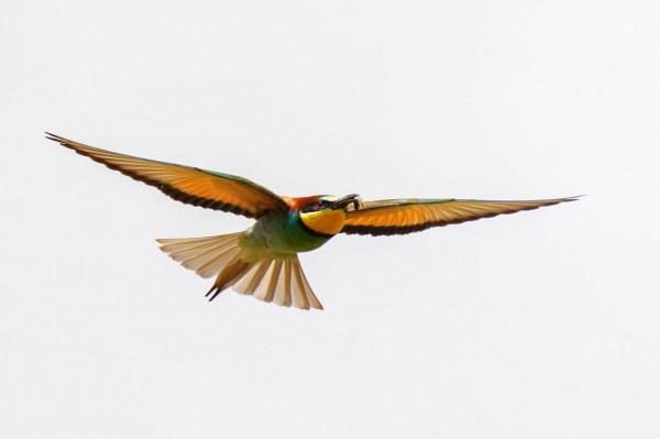 照片故事~黃喉蜂虎 照片故事~黃喉蜂虎