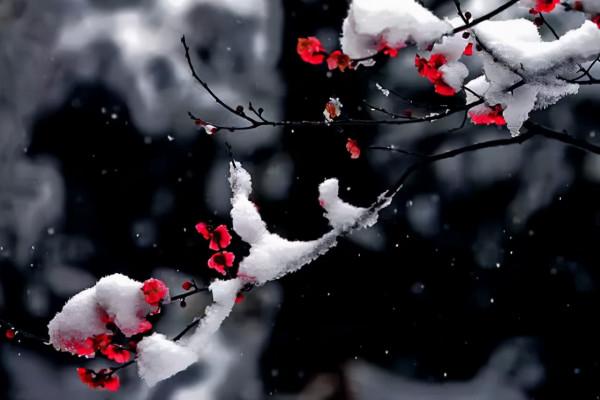 古往今來的月亮都好 你也好 是深冬了 總有人會為美好的事情感嘆 古往今來的月亮都好 你也好 是深冬了 總有人會為美好的事情感嘆