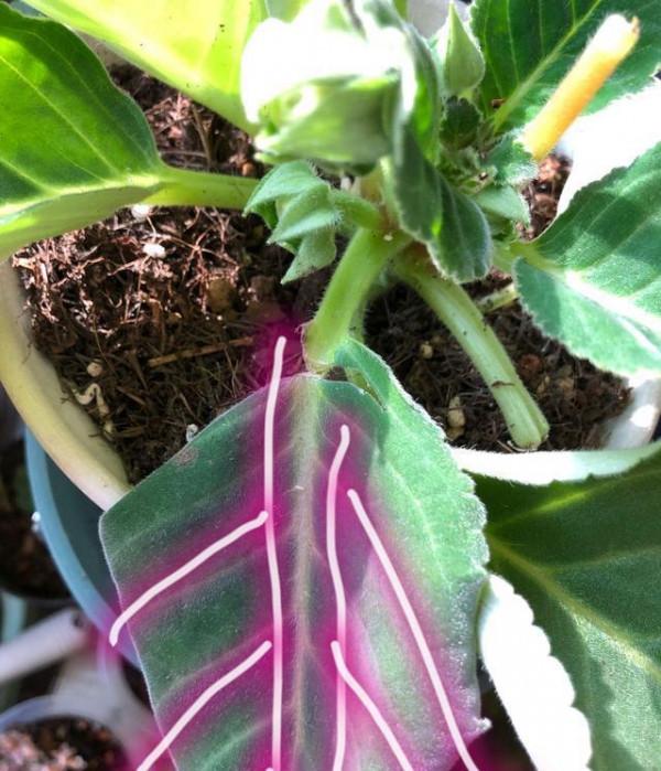 10種“喜陰花”，好養又漂亮，光線不好養一盆，北陽臺也能美美噠